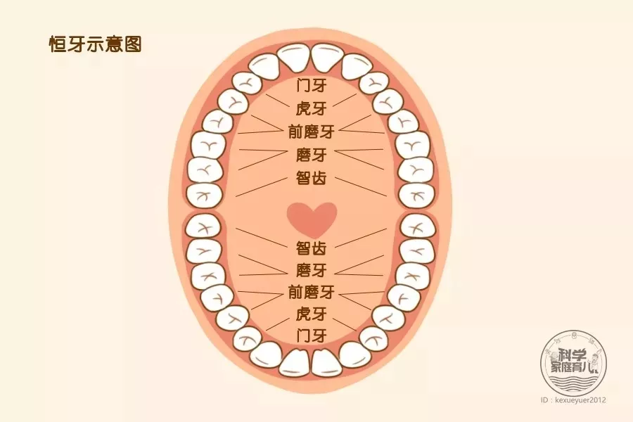 孩子新换的牙齿长歪了怎么办